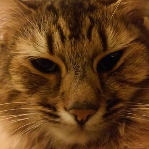 Meet your Posher, Shelby